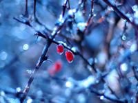 pic for Frozen Berries 